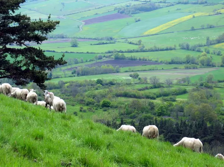 L’étymologie du terme « transhumance » révèle deux informations : « trans » (au-delà) et « humus » (le pays) car le voyage qu’il désigne conduit au-delà du territoire d’origine. La transhumance désigne en effet le déplacement saisonnier d’un troupeau en vue de rejoindre une zone où il pourra se nourrir.