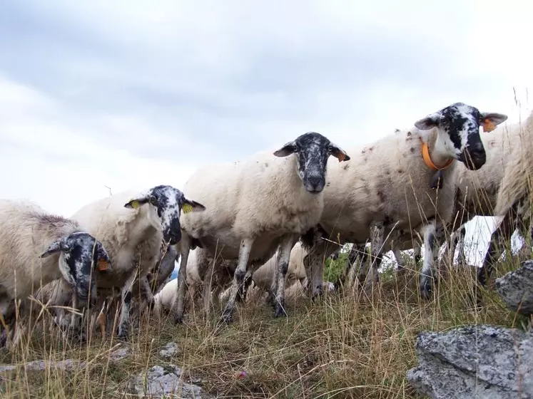 La rava, est l'une des six races rustiques gérées par l'organisme de sélection races ovines des Massifs. Elle a colonisé, depuis de nombreuses années, la chaîne des Puys.