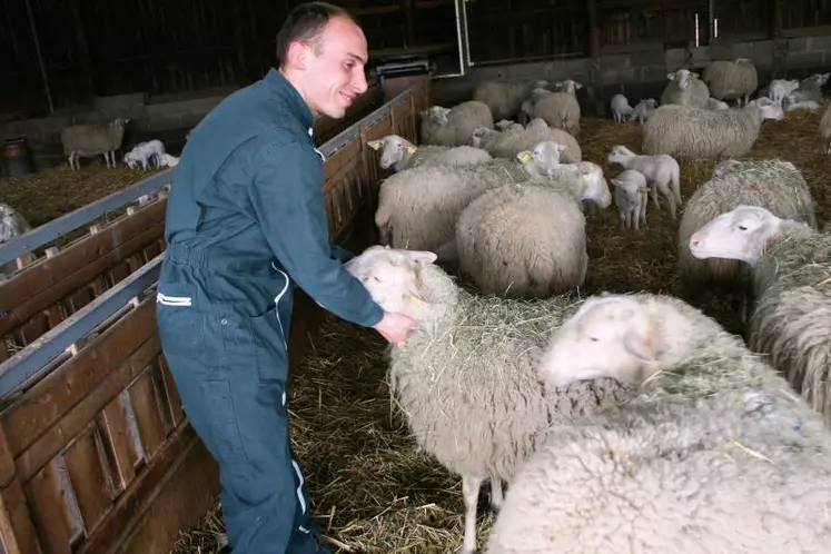 La filière ovine recherche actuellement de nouveaux éleveurs.