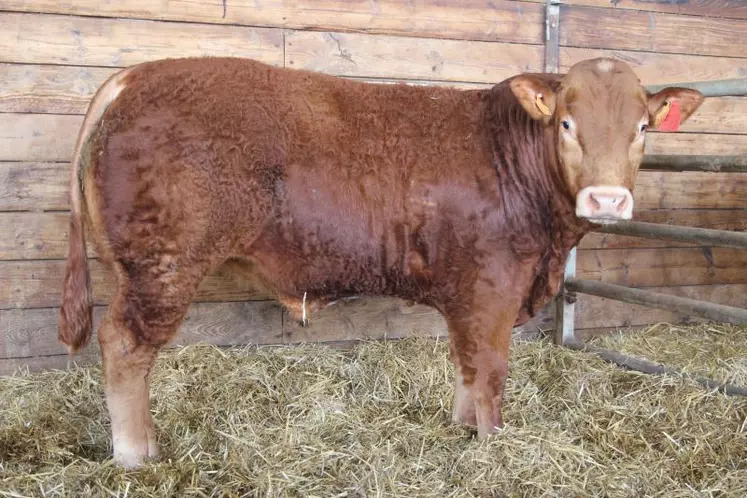 Naturel, au Gaec de l’Agneau Lorrain (57), a été adjugé 10 300 euros à la SCEA Chapelain-Avril (22), à l’EARL de Lileho (56) et au Gaec du Bois au Bé (22).