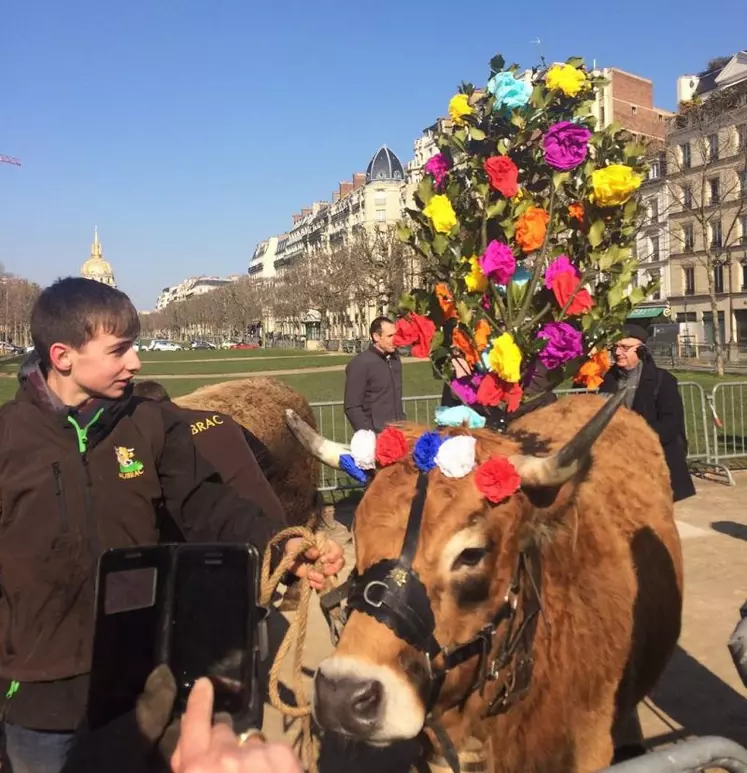 La transhumance dans Paris, une manifestation inédite orchestrée par le Collectif des races locales des Massifs.
