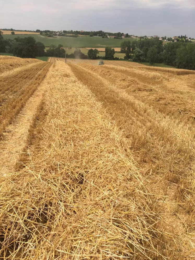 Beaucoup de paille pour cette récolte 2016, mais des grains petits et de qualité médiocre.