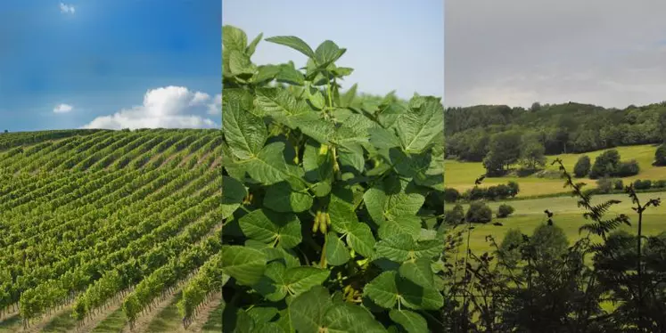 Les trois régions présentent une véritable complémentarité entre vignobles, cultures, élevage et forêt.