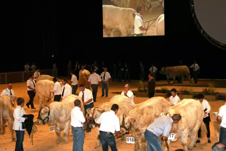 Comme en 2010, lors de leur venue au Sommet de l’élevage, les charolaises fouleront la scène du Zénith.