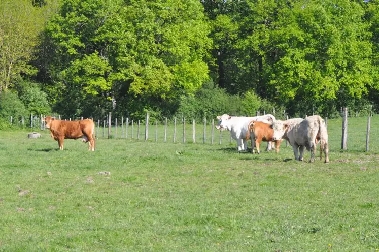 Les producteurs de bovins-viande naisseurs et naisseurs-engraisseurs dégagent un résultat courant inférieur à 28 200 EUR par unité de main d'oeuvre (UMO).