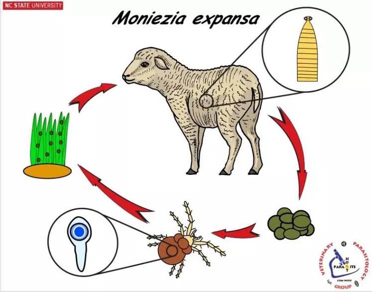 La présence d’un hôte intermédiaire, l’oribate, un acarien microscopique, est indispensable pour boucler le cycle de Moniezia expansa. Il se contamine en ingérant les œufs dans les crottes (coprophagie) et va héberger les larves infestantes de ténia. Le mouton se contamine à son tour par ingestion des oribates en broutant l’herbe.
