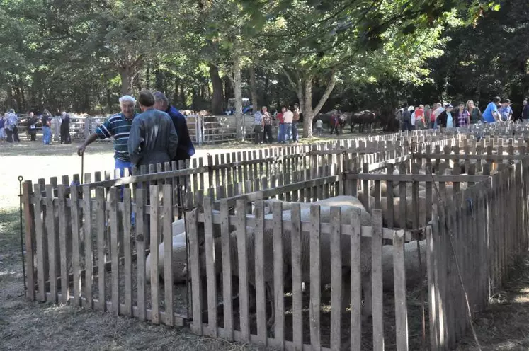 Le parc de l'abbaye de Prébenoit était un lieu idéal pour les animaux exposé durant cette chaude journée.