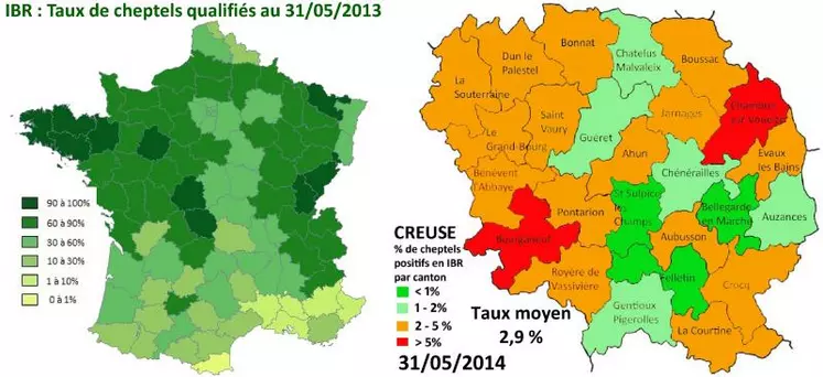 En France, au 31 mai 2013, 64,5 % des cheptels bénéficiaient d’une appellation IBR. La Creuse fait partie des dix départements avec plus de 90 % de cheptels certifiés. Trois cantons creusois sont passés au dessous du seuil de 1 % de cheptels positifs.