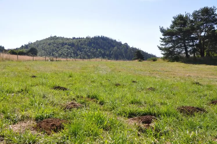 Les campagnols sont présents dans la plupart des territoires du Massif central. Les zones actuellement les plus impactées sont au sud du Puy-de-Dôme et au nord du Cantal.