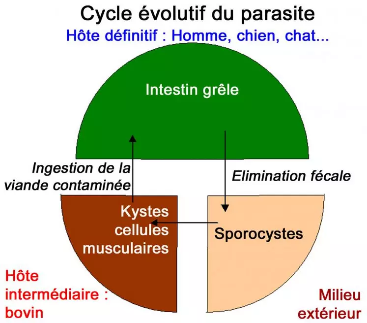 Le cycle évolutif inclus deux hôtes dont le bovin est l’hôte intermédiaire, et le chien, le chat et l’Homme sont des hôtes définitifs. La phase exogène commence par l’émission de sporocystes en très grand nombre dans les matières fécales de l’hôte définitif. La phase endogène se déroule en impliquant deux espèces différentes : d’abord l’hôte intermédiaire qu’est le bovin, puis l’hôte définitif. Le bovin s’infecte en ingérant les sporocystes présents ...