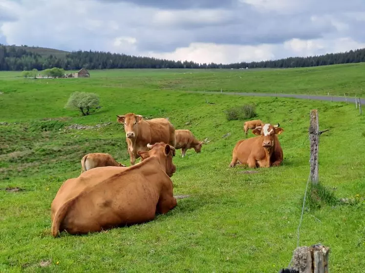 L’élevage de ruminants est indissociable de la présence des prairies, comme ici au pied du Mézenc.