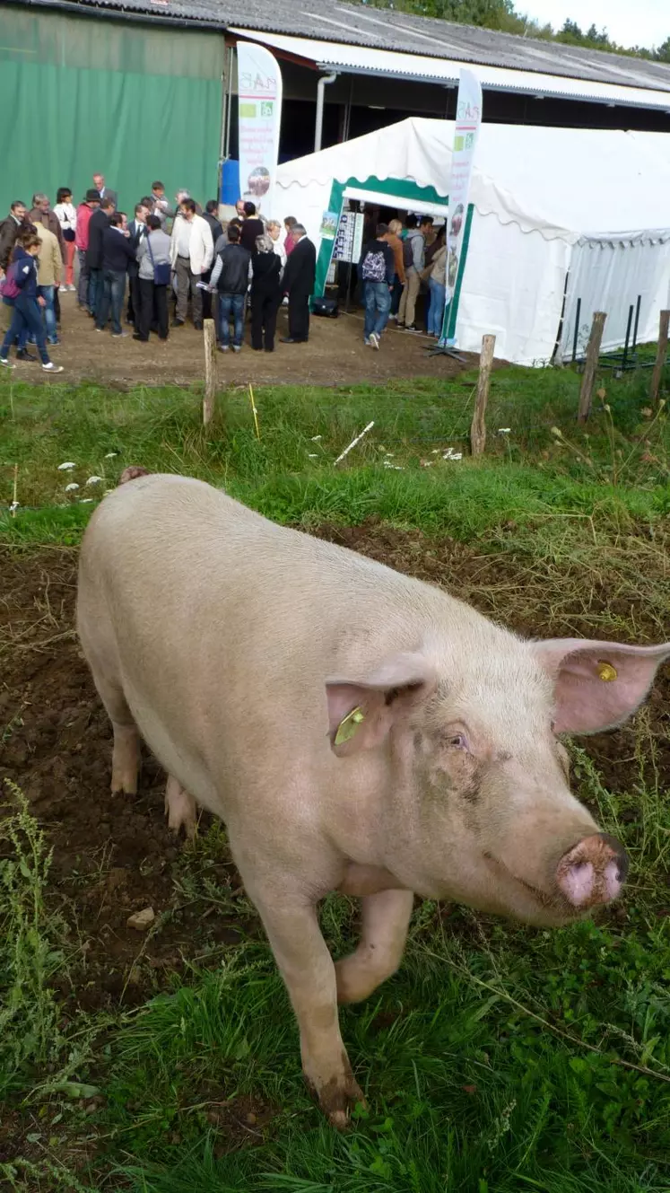 Parmi les porcs produits sur l’exploitation, cinq ont été transformés pour la cantine du lycée.