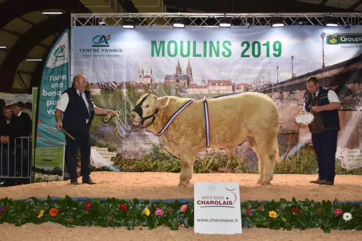 P’tit Louis, élevage Gagnepain Champenois (Rigny-sur-Arroux, 71) : Super prix d’honneur veaux mâles.