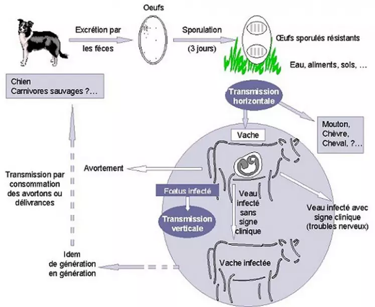 Le cycle de développement de Neospora caninum, fait intervenir deux hôtes : le chien comme hôte définitif et le bovin comme hôte intermédiaire.