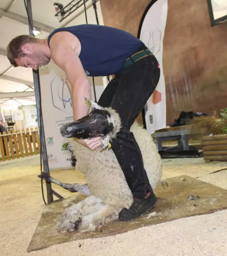 Près de 30 000 personnes pourraient converger vers la Haute-Vienne en 2019, à l’occasion du championnat du monde de tonte de moutons.