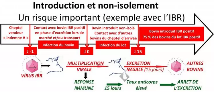 Le non-isolement des bovins introduits peut entraîner des conséquences catastrophiques. Ainsi, en matière d’IBR, de nouveau, un cheptel creusois s’est fortement contaminé avec un bovin qui s’est infecté entre le cheptel vendeur et l’acheteur (passage par un marché et un transport « collectif »). Le schéma peut être identique pour d’autres pathologies spécifiques (BVD…) ou des germes variés de diarrhées ou de grippes.