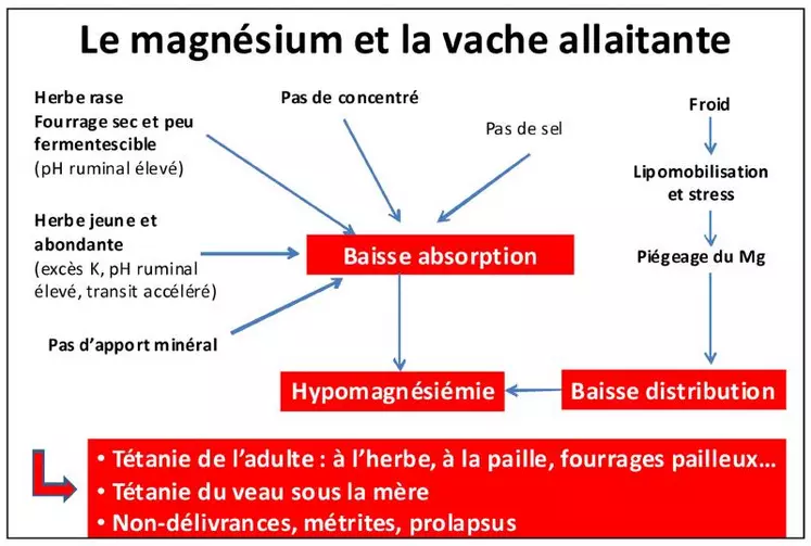 Le printemps avec son herbe jeune et abondante, l’absence de concentrés, la possibilité d’épisodes froids et pluvieux est une période à forts risques en matière de tétanie d’où l’intérêt d’une complémentation en magnésium à la mise à l’herbe. L’absence de sel étant un facteur aggravant, cela confirme la nécessité du respect de l’apport de sel à tous les ruminants toute l’année.