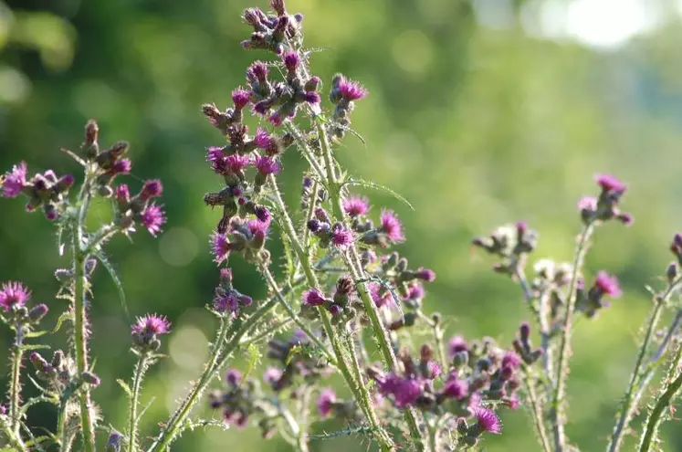 Chardons des marais en fleurs.