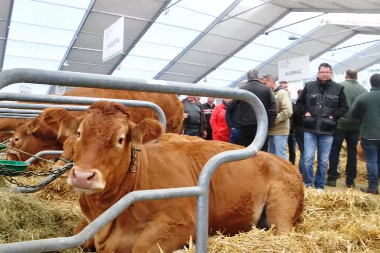 Le Sommet de l’élevage accueillera, en 2017, le concours national limousin.