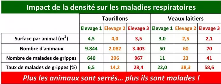 Deux études en veaux laitiers en station expérimentale et en engraissement de taurillons mettent en lumière le caractère exponentiel du risque respiratoire quand la densité animale augmente. Pour les taurillons, passer de 4,5 m² par bovin à 4 m² multiplie par 2 la fréquence des maladies respiratoires, le passage à 3,5 m² la multiplie par 4.