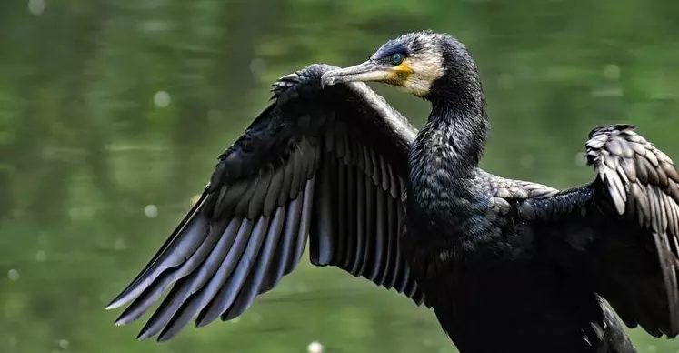 Les grands cormorans occasionnent de gros dégâts en pisciculture.