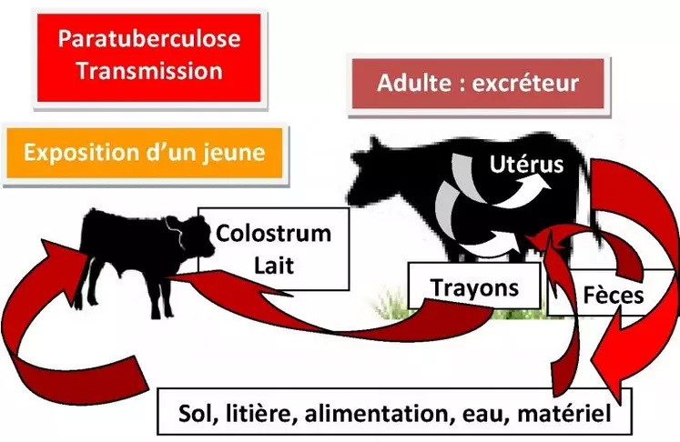 La contagion se fait essentiellement à partir du milieu contaminé. Les matières fécales représentent la source essentielle de bacilles. Les veaux, principales cibles de l’infection, se contaminent essentiellement par l’intermédiaire de la mamelle souillée de leur mère. Les veaux peuvent aussi se contaminer à partir du colostrum et du lait directement contaminés de leur mère ou in utero. 20 à 40 % des fœtus de vaches malades sont infectés in utero, 8,6 % de ceux des ...