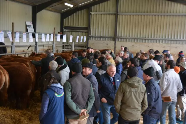 6 taureaux charolais et 24 limousins étaient mis en vente sous pli cacheté.