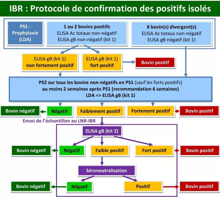 Le protocole de confirmation des positifs IBR isolés trouvés en prophylaxie a été aménagé avec 2 objectifs : limiter les contraintes pour les éleveurs concernés et être plus discriminant afin d’éviter l’élimination d’animaux faussement positifs.