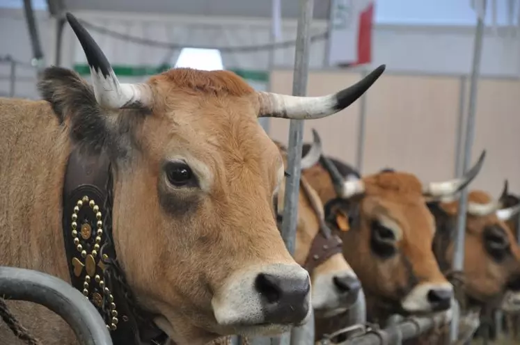 Les effectifs d'aubrac sont passés de 56 000 vaches en 1979 à 230 000 aujourd'hui.