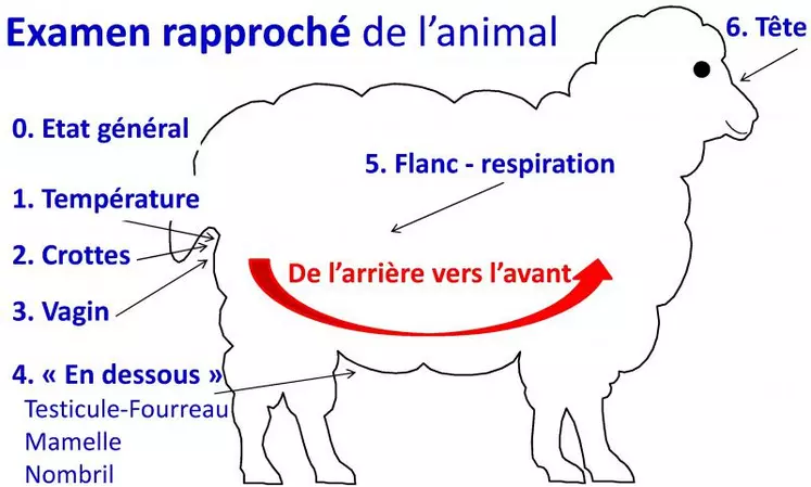 L'examen rapproché de l'animal s'appuie sur une réalisation méthodique de 6 gestes qui vous permettra de récolter tous les symptômes sans en oublier un seul.