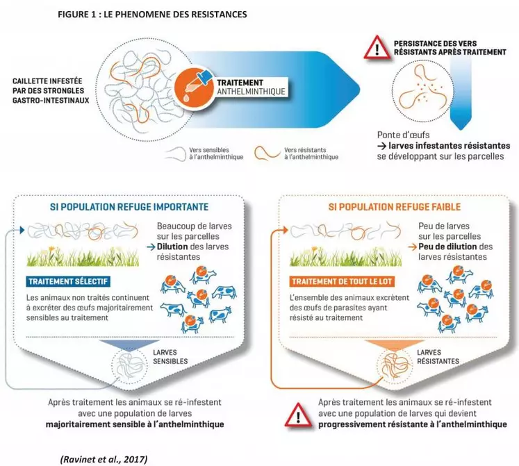 La résistance à une famille d’antiparasitaires dans une population de parasites correspond à l’augmentation de la fréquence des individus qui tolèrent des doses d’antiparasitaires qui tueraient normalement des parasites de la même espèce et du même stade, cette tolérance est héréditaire. Une population refuge de parasites est une sous-population qui, au moment du traitement, n’est pas exposée à la molécule antiparasitaire, donc non soumise à la pression de sélection. ...