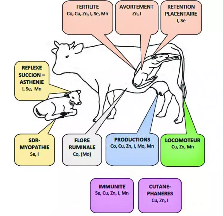 Les oligoéléments jouent un rôle essentiel dans la santé des animaux et leurs performances zootechniques.