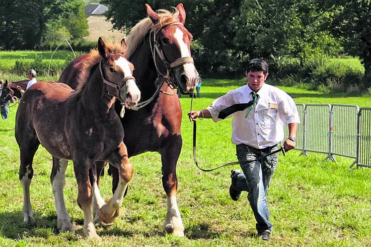 Malgré une situation difficile pour l'élevage de chevaux de trait (déclin des populations en Creuse : passage de 1500 juments en 2008 à 500 aujourd'hui), les participants à la section équine ont exprimé unanimement leur volonté de maintenir le contrôle MCE et AVE des étalons. Le maintien d'une situation sanitaire favorable avec un système pragmatique et peu coûteux s'avère encore plus nécessaire dans ce contexte. La prochaine journée de présentation des étalons de trait se ...