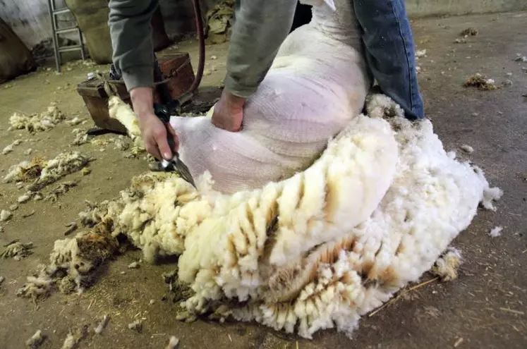 En Auvergne-Rhône-Alpes, plus de 14 000 tonnes de laine dormiraient ainsi dans les élevages.