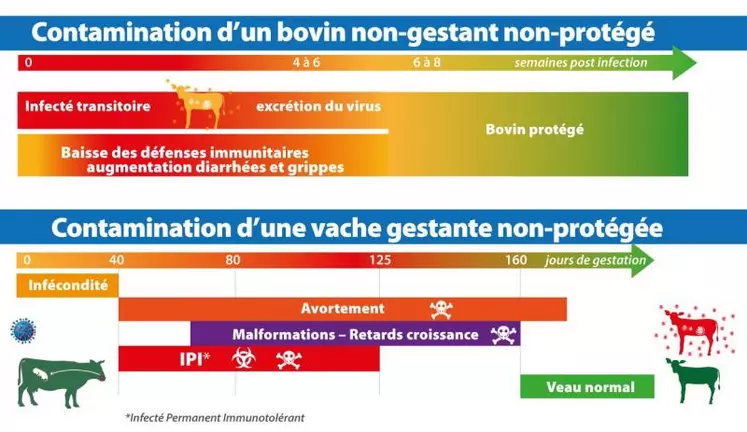 La BVD est une maladie virale qui se transmet par contact avec un animal infecté ou de la mère au fœtus. Selon le stade de gestation, les impacts seront différents. Si la contamination du fœtus se fait entre 1 et 4 mois de gestation, le veau peut naître IPI (Infecté Permanent Immunotolérant). Cet animal sera alors excréteur permanent de virus et va souvent mourir avant l’âge de 2 ans. Les IPI sont la principale source de contamination et de persistance du virus dans les cheptels, ...