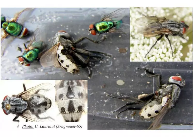 La différenciation entre Wohlfahrtia magnifica et Lucilia sericata, mouche à myiase habituelle de notre zone peut se faire au niveau de la morphologie : Lucilia : Couleur : bleu métallique / Taille : 6 à 11 mm - Wohlfahrtia : Couleur : gris - noir, avec un abdomen avec points noirs sur abdomen blanc + Yeux rouge brique / Taille : 8 à 14 mm