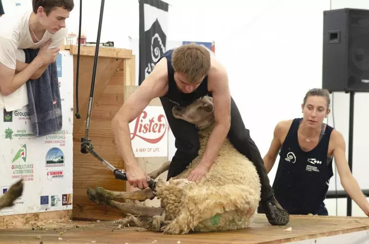 Tonte de moutons lors des 24 heures de tonte, également organisé par l'AMTM les 8 et 9 juin 2018.