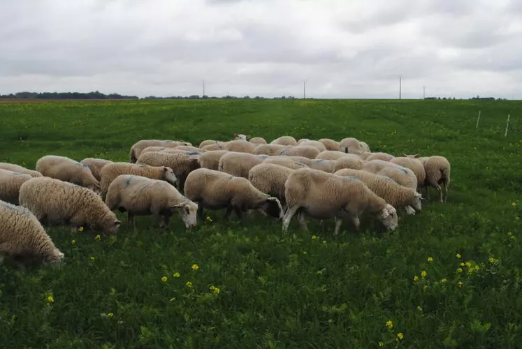 De nouvelles références qui chiffrent les intérêts respectifs du céréalier et de l’éleveur.