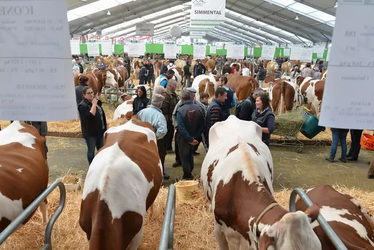 Le pôle laitier prend chaque année davantage d’envergure à Cournon. Cette année, à découvrir sur le ring un concours européen de la race simmental.