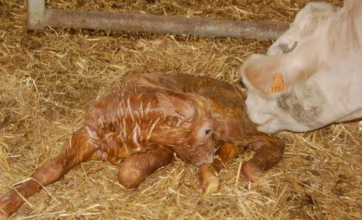 Sitôt le vêlage fait, on veillera à ce que le veau réagisse normalement et que la vache ne présente pas de complication. On lui mettra à disposition eau et nourriture, le vêlage étant éprouvant pour l’animal.