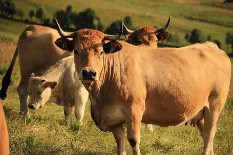 Animaux Fin Gras du Mézenc au pâturage.