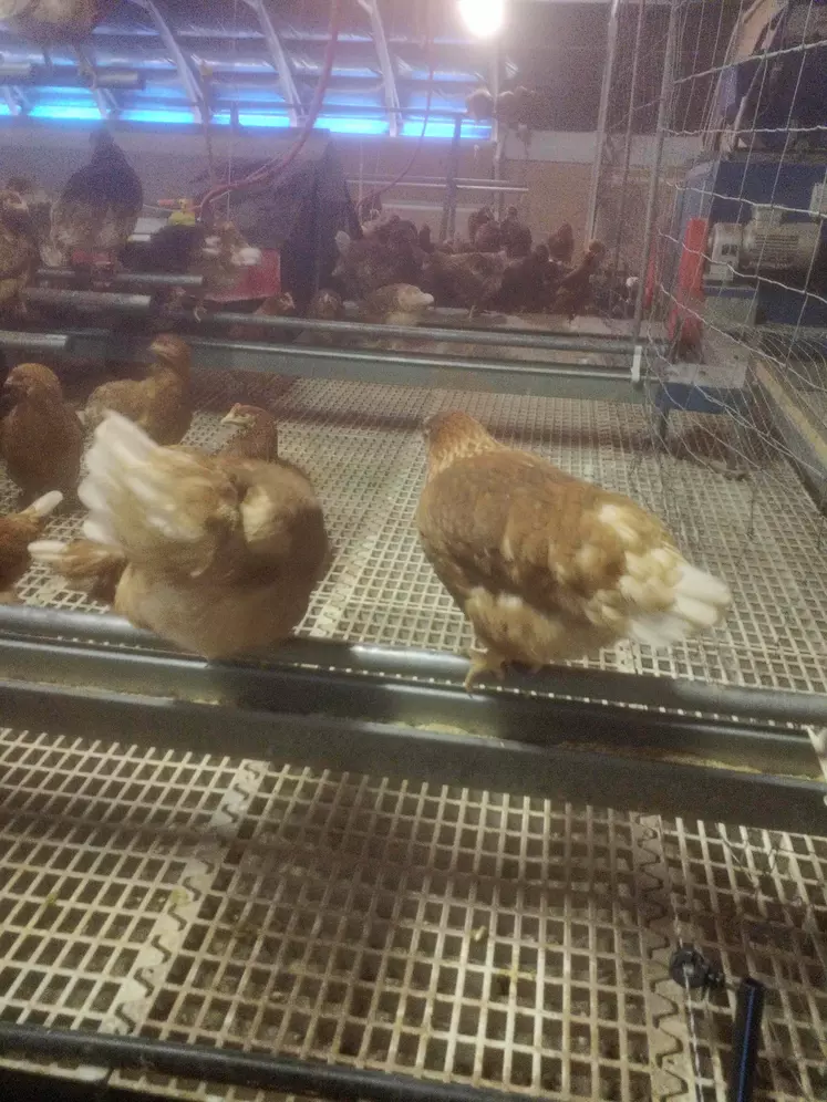 Poules pondeuses au Gaec du Signon à Chaudeyrolles