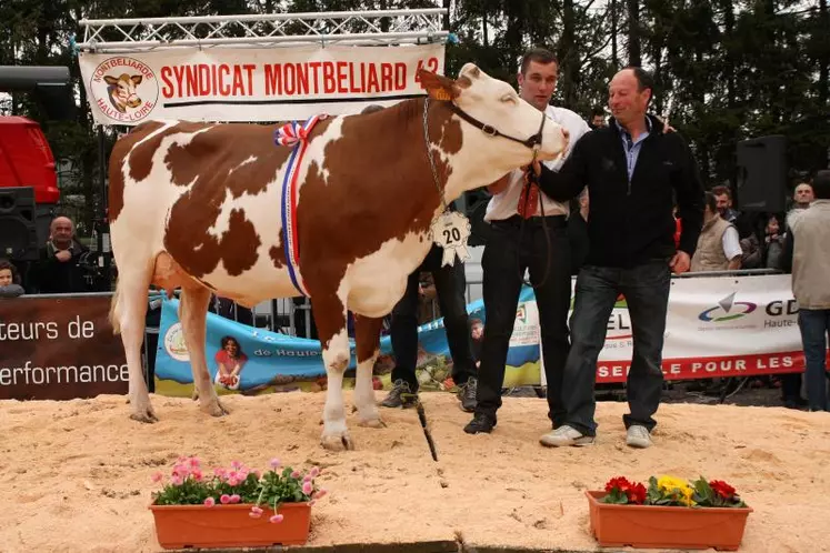 Griotte a été sacrée Miss Montbéliarde 2014, une vache jugée «impressionnante» par le juge Patrice Brie venu de Haute-Saône.