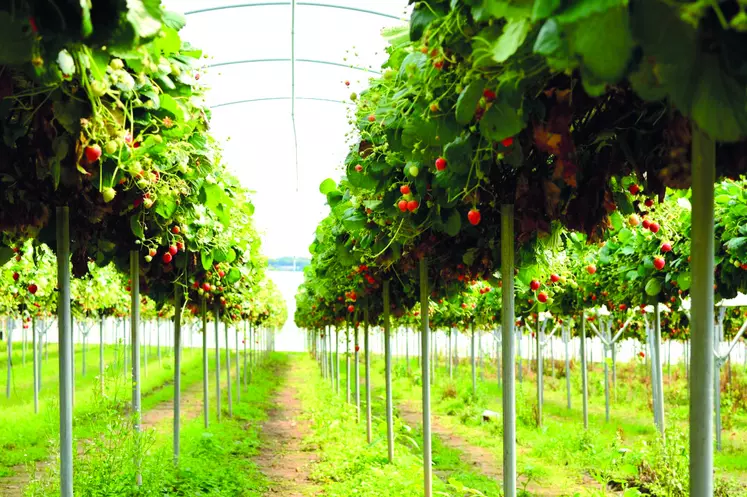 En 2022, plus de 650 tonnes de fraises sont issues d'une production en "jardin suspendu".