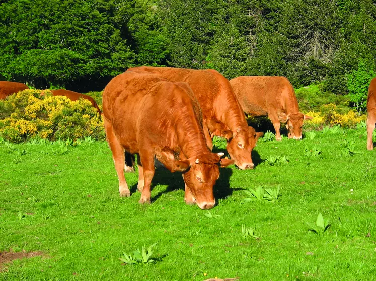 Connaître finement les caractéristiques et les perceptions sensorielles de ses animaux permet de travailler  en sécurité.