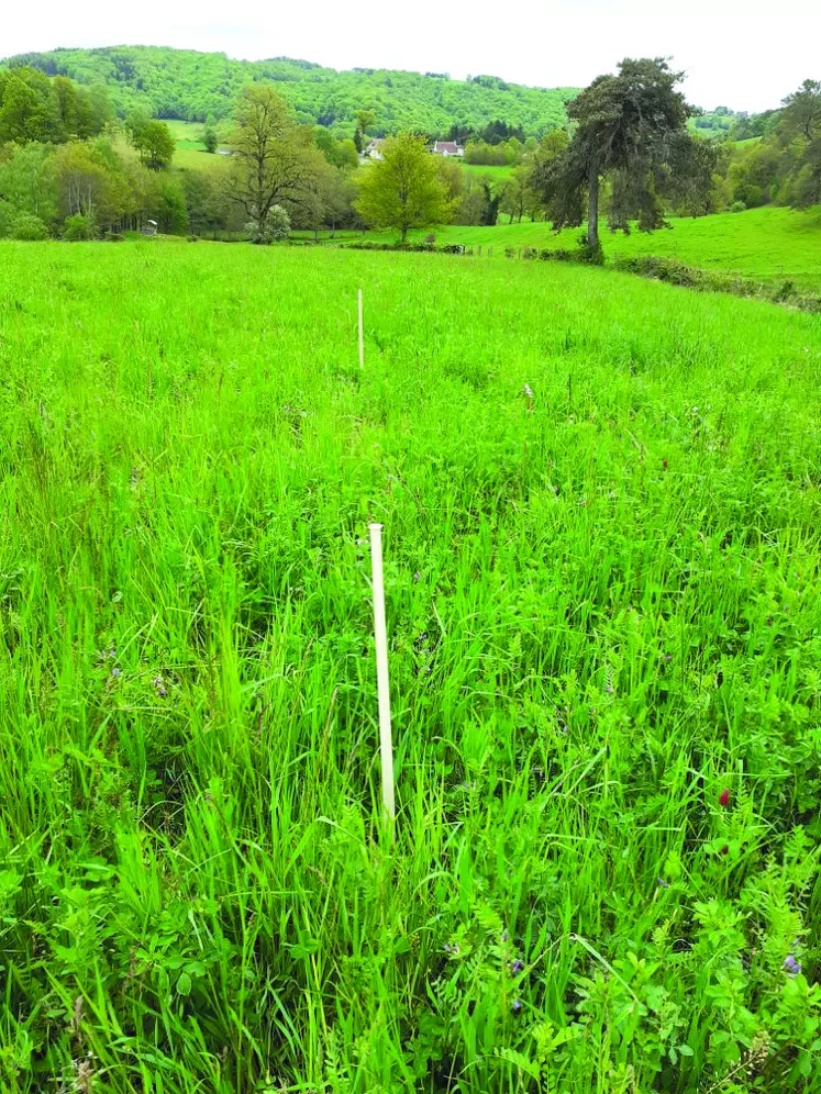 «  La partie fertilisée au sulfate de potassium à droite des jalons a dynamisé la luzerne d’où une teneur en protéines améliorée de 40 % ».