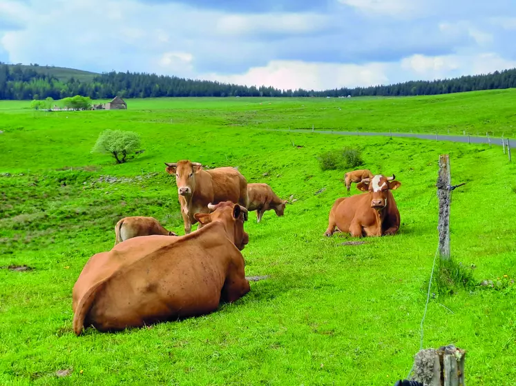 L'élevage de ruminants est indissociable de la présence des prairies, comme ici au pied du Mézenc.