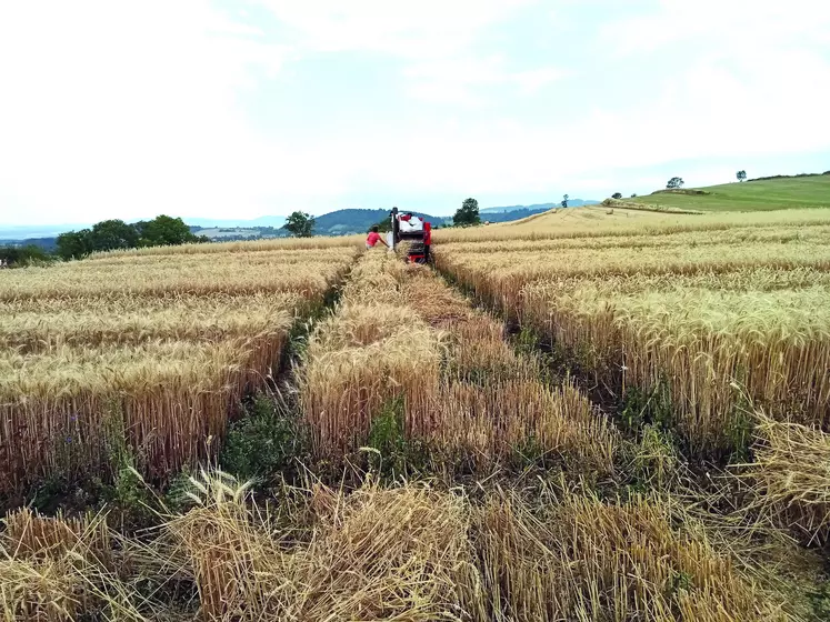 Une année plutôt bonne en céréales.