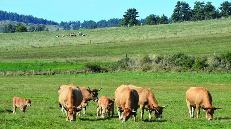 Cet été, plusieurs épisodes de mortalité de bovins due au charbon symptomatique, ont touché deux zones  du département : le secteur du Mézenc et celui d’Ally.