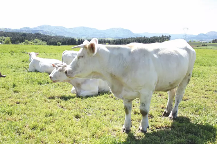 Le ministère de l’Agriculture entend ainsi inciter les éleveurs à déclarer leurs animaux et à éviter la propagation de la maladie.